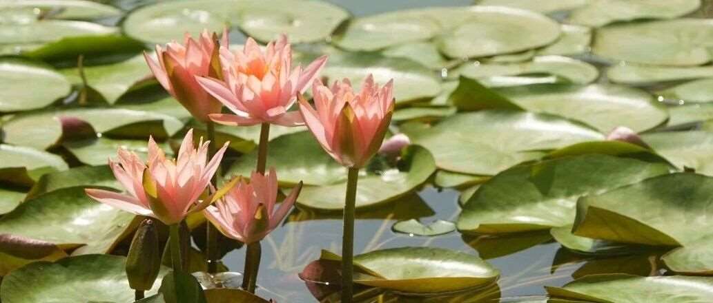 武汉格鲁伯实验学校初中部简介