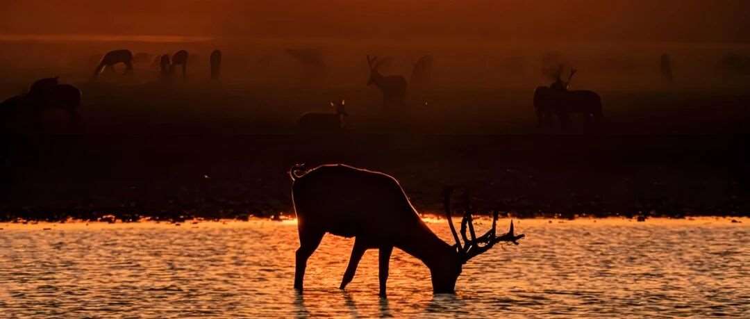 自然守护者招募令｜探访天鹅洲：听呦呦鹿鸣、观微笑江豚